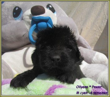chiot terre neuve a vendre