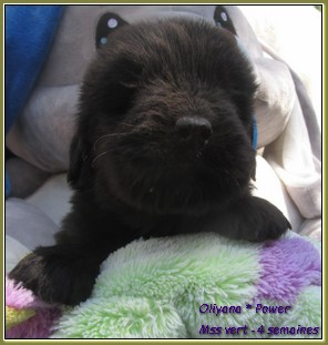 chiot terre neuve a vendre