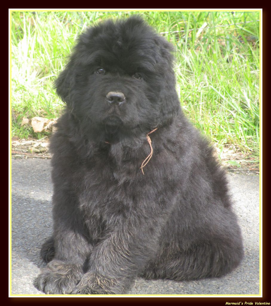 Chiot Terre-Neuve a vendre - valentino