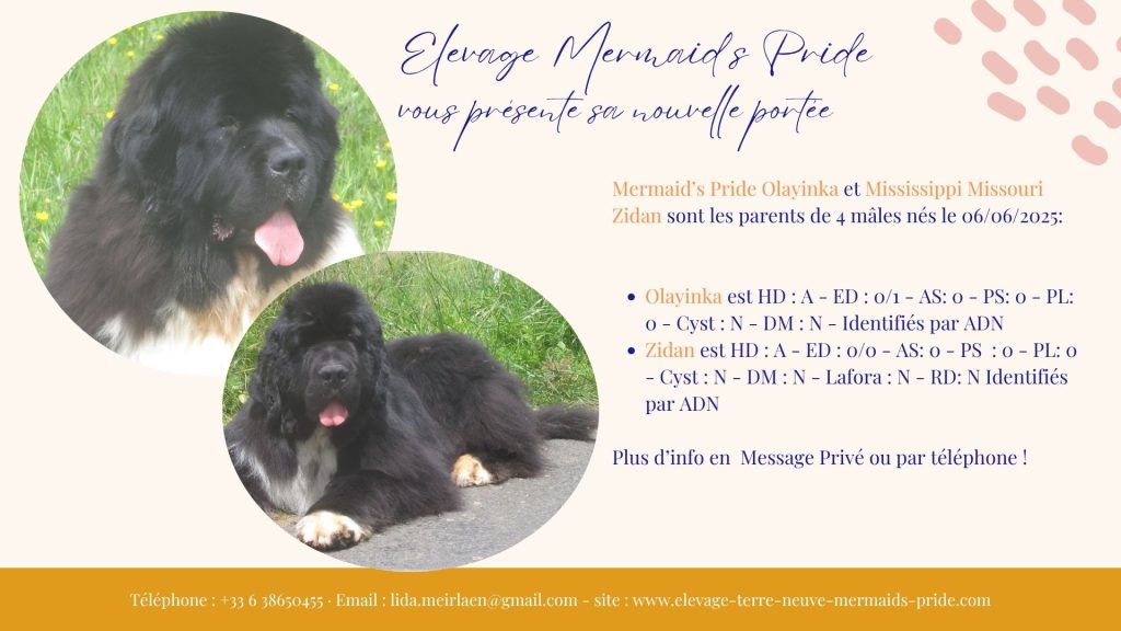 chiots terre-neuve a vendre