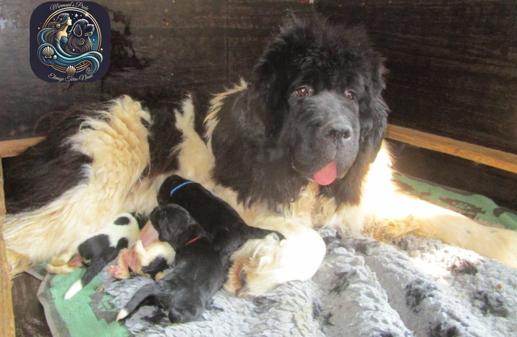 Chiots terre-neuve a vendre