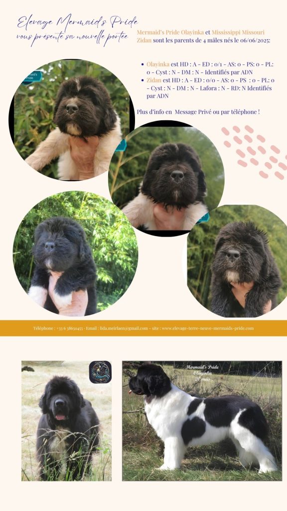 Chiots Terre-Neuve à vendre